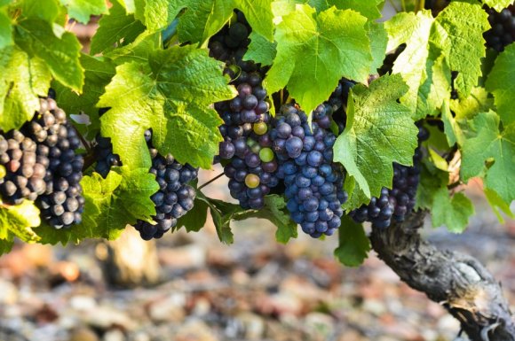 Fournier Denis Couchey - Domaine viticole pour la vente de vin rouge aux restaurants 