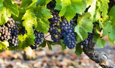 Fournier Denis Couchey - Domaine viticole pour la vente de vin rouge aux restaurants 